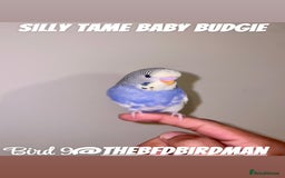 Budgerigars birds for sale: 100% Silly Tame Baby Budgies - Image 9