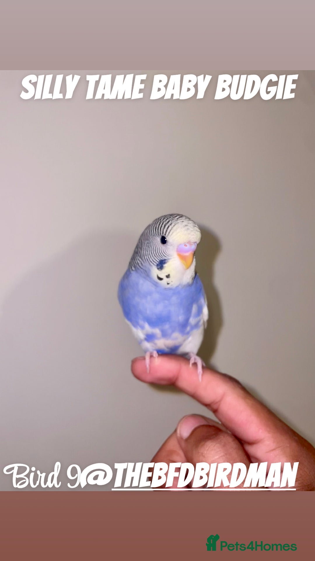 Budgerigars birds for sale: 100% Silly Tame Baby Budgies - Image 9