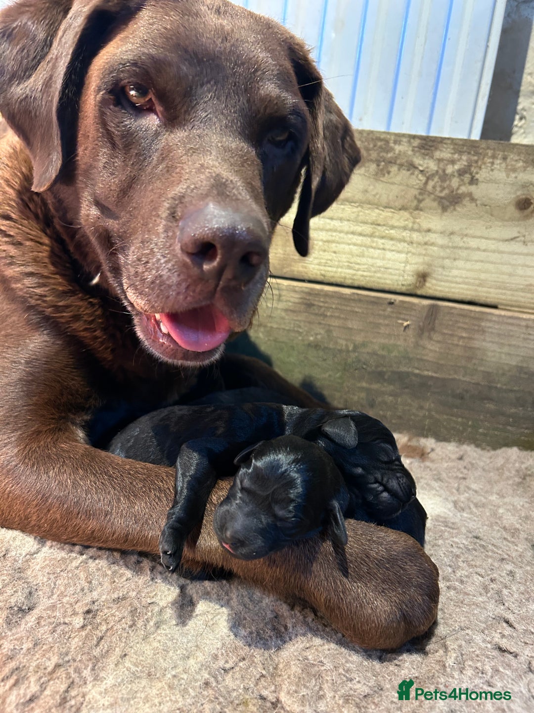 Labradoodle dogs for sale: Fantastic F1 Labradoodles (black) - Image 7