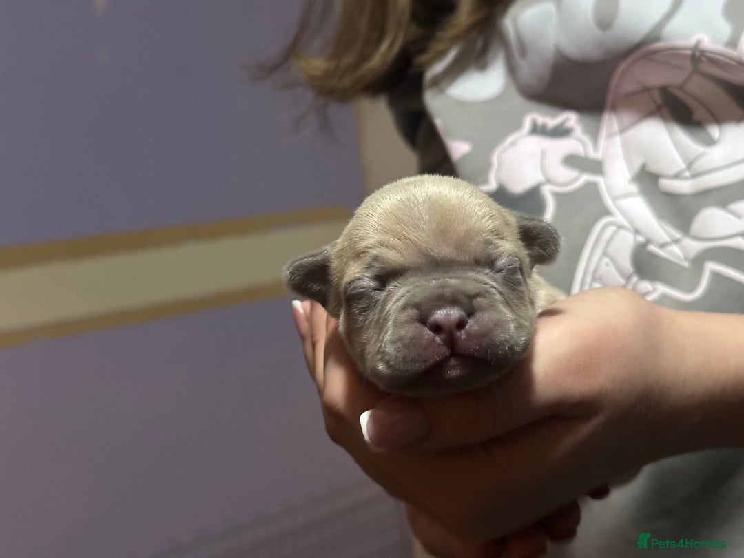 French Bulldog dogs for sale: 2 Stunning French Bulldogs  - Advert 6