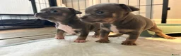 Chihuahua dogs for sale: Beautiful blue tri chihuahua puppies  in Brighton - Advert 5