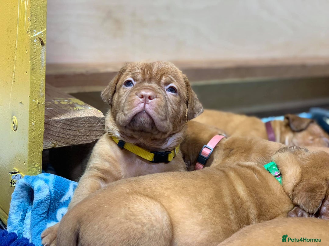 Dogue De Bordeaux dogs for sale: Dogue de Bordeaux puppies now available for sale! - Advert 7