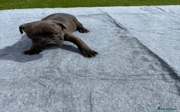 Mixed Breed dogs for sale: 6 gawjus puppy’s   - Image 2
