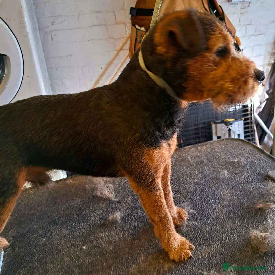 Lakeland Terrier dogs for stud: AT STUD Stunning proven Lakeland- fell terrier in Newark - Advert 10