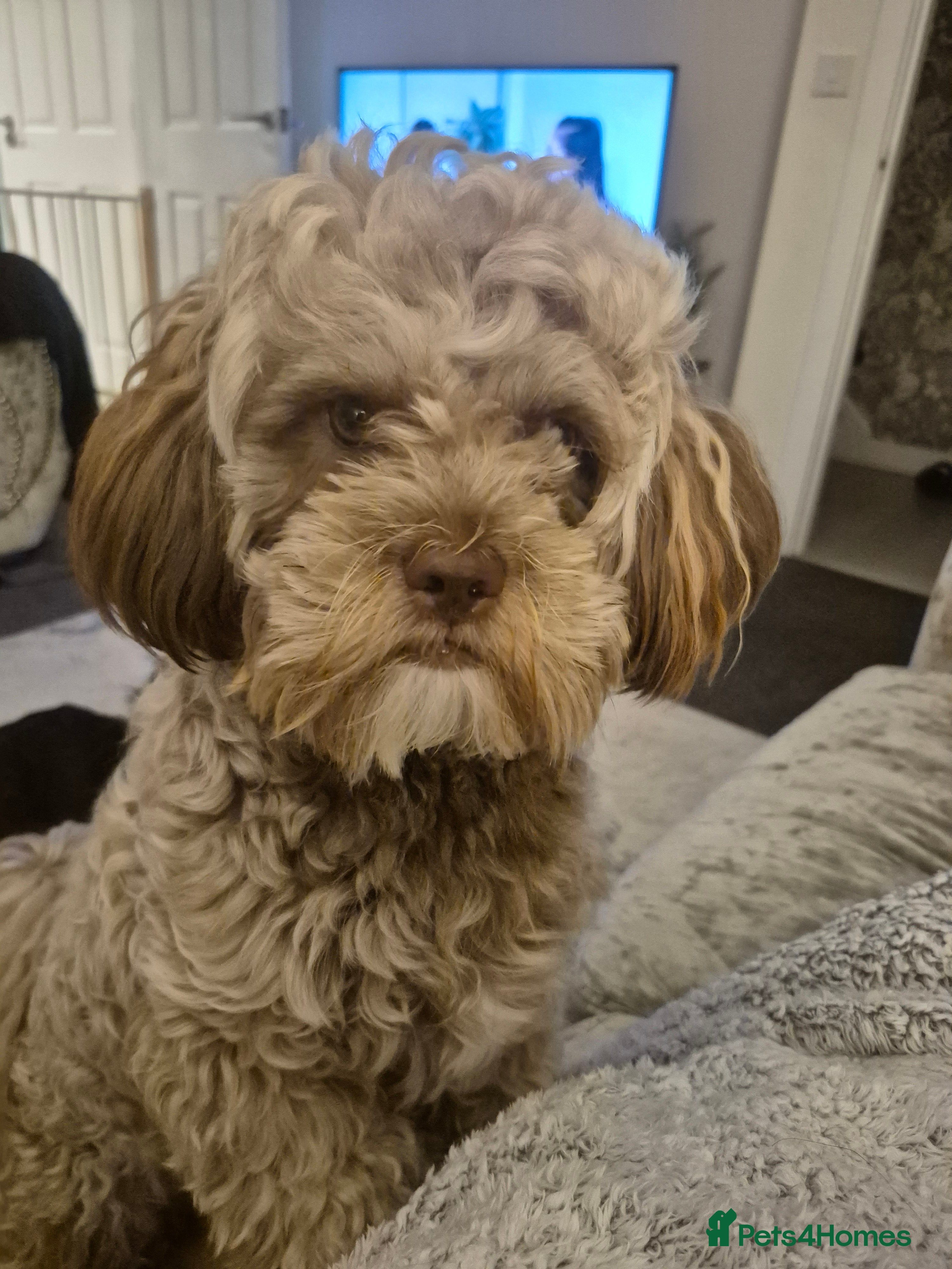 Mixed Breed dogs Shihpooh in Newcastle - Advert 1