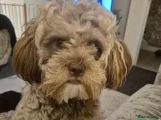 Mixed Breed dogs Shihpooh in Newcastle - Advert 1