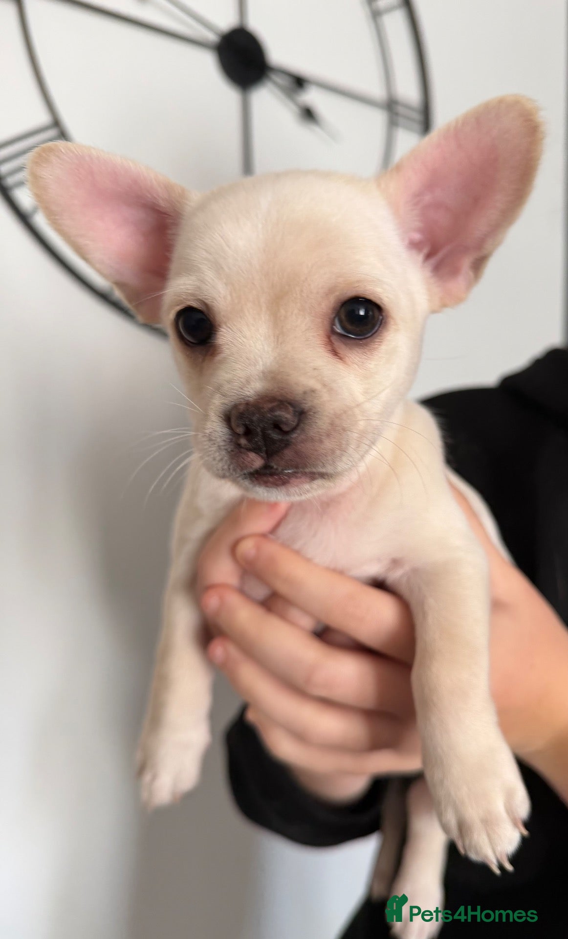 Mixed Breed dogs French bulldog x chihuahua babies  - Advert 20