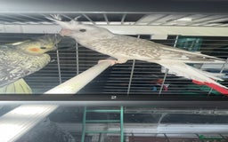 Cockatiels birds for sale: Baby cockatiel for sale mixed prices  - Image 8