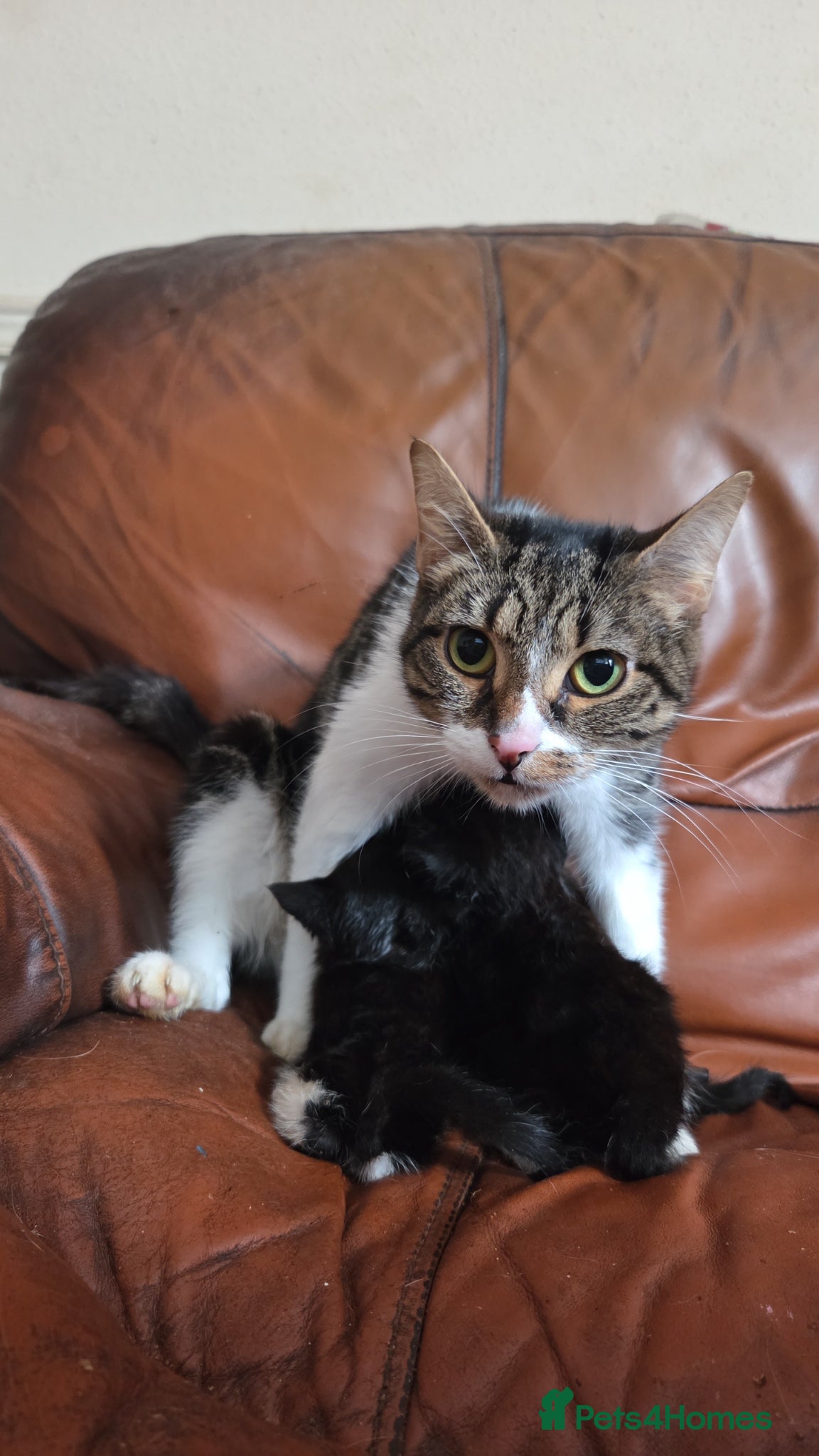 Mixed Breed cats Kittens for sale - Advert 12