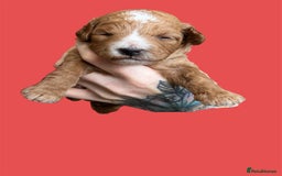 Cockapoo dogs for sale: Health tested Toy cockapoos. One girl left - Image 12