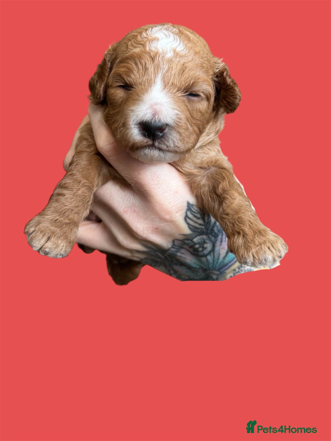 Cockapoo dogs for sale: Health tested Toy cockapoos. One girl left - Image 12