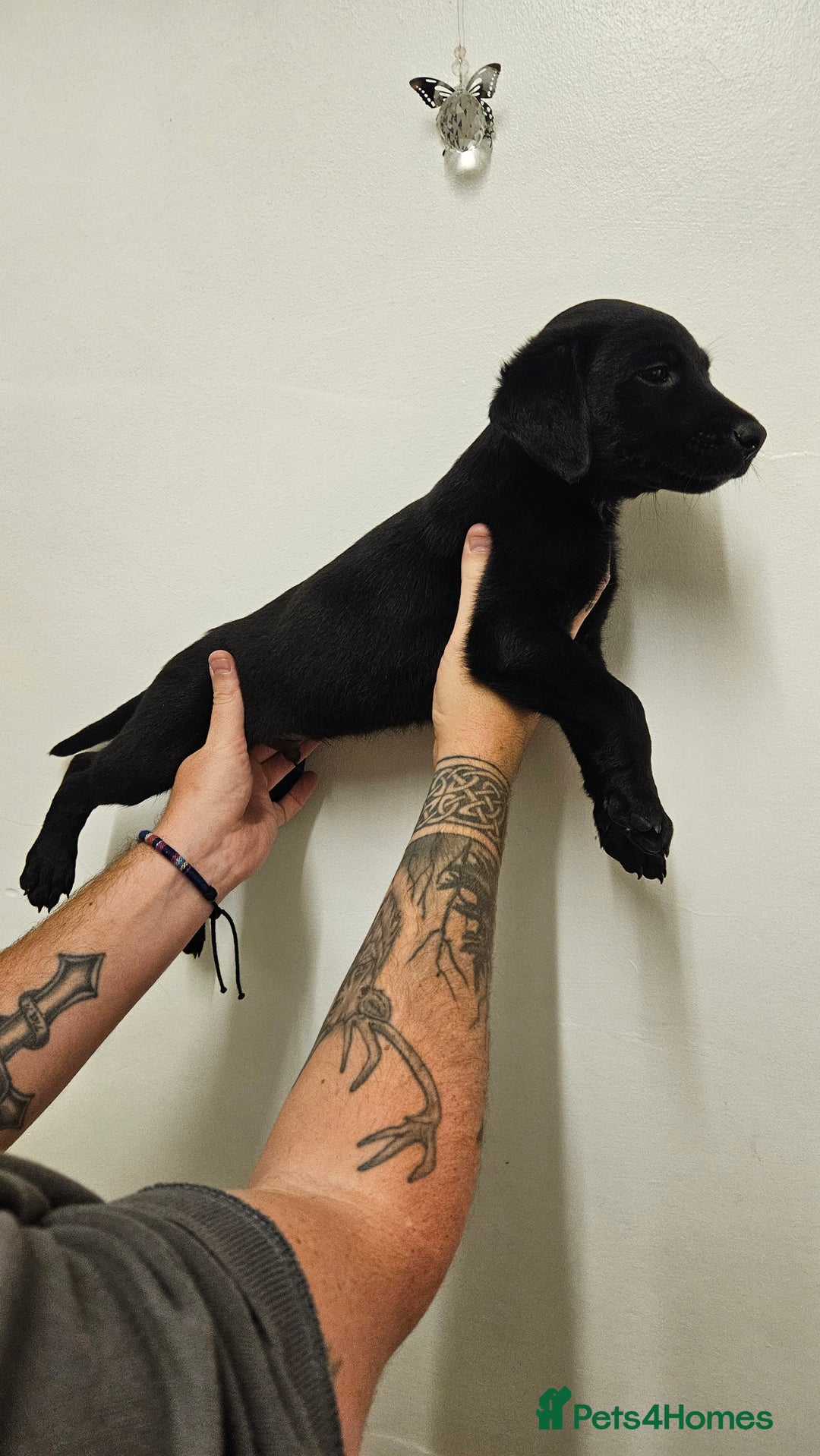 Mixed Breed dogs for sale: Lab x lurcher - Image 3