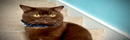 British Shorthair cats for stud: Chocolate British shorthair GCCF Active in London - Advert 4