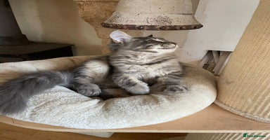 Maine Coon cats - Advert 1