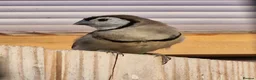 Finches birds for sale: Female Owl Finch rung - Advert 4