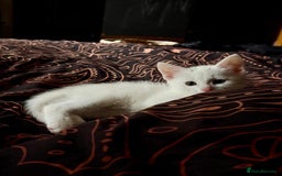Khao Manee cats for sale: Khao manee cross British short hair - Image 3