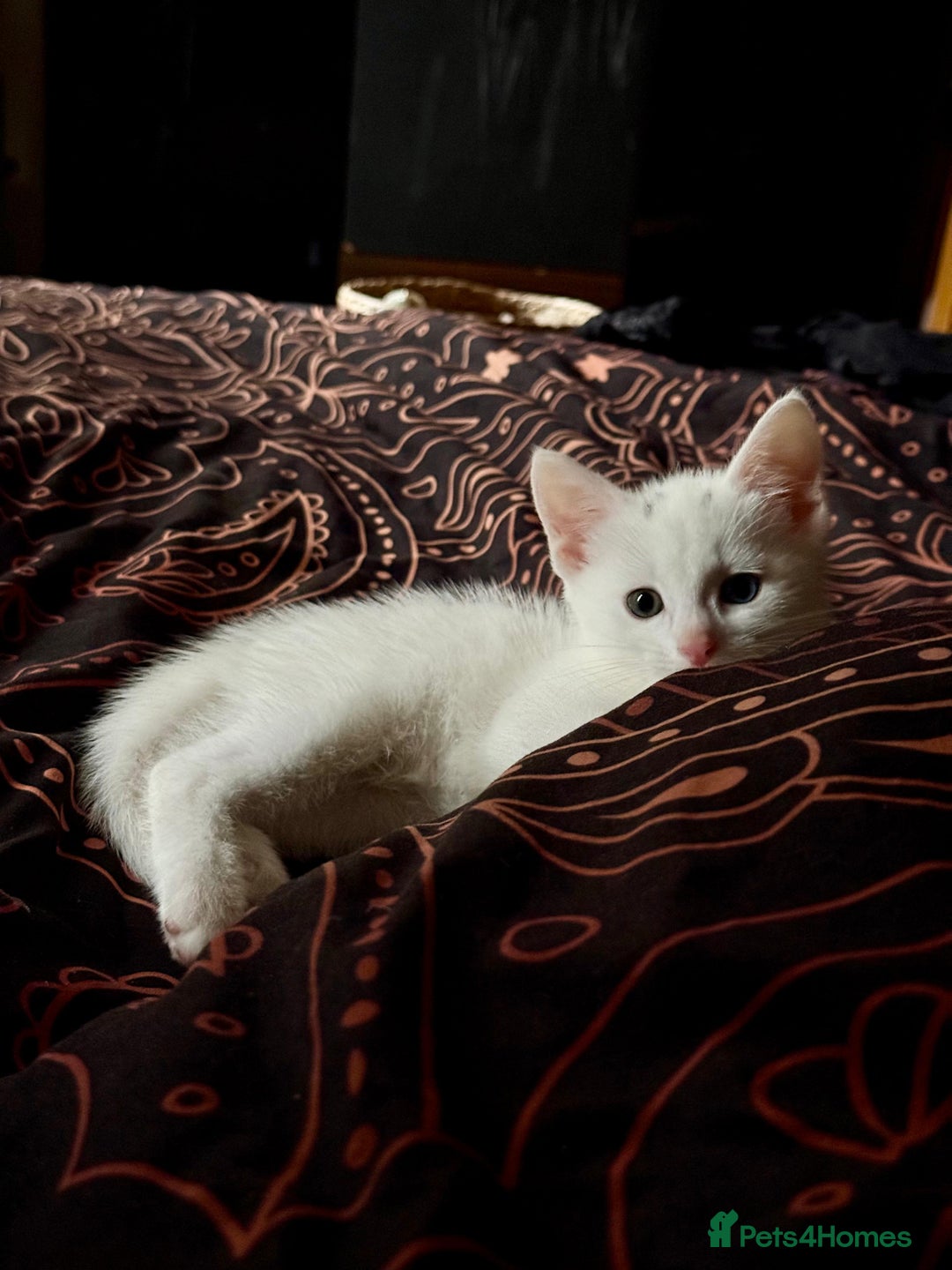Khao Manee cats for sale: Khao manee cross British short hair - Image 3