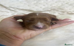 Cavapoo dogs for sale: Top Class Extensively tested F1b Toy Cavapoo pups - Image 14