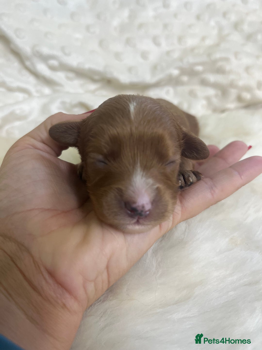 Cavapoo dogs for sale: Top Class Extensively tested F1b Toy Cavapoo pups - Image 14