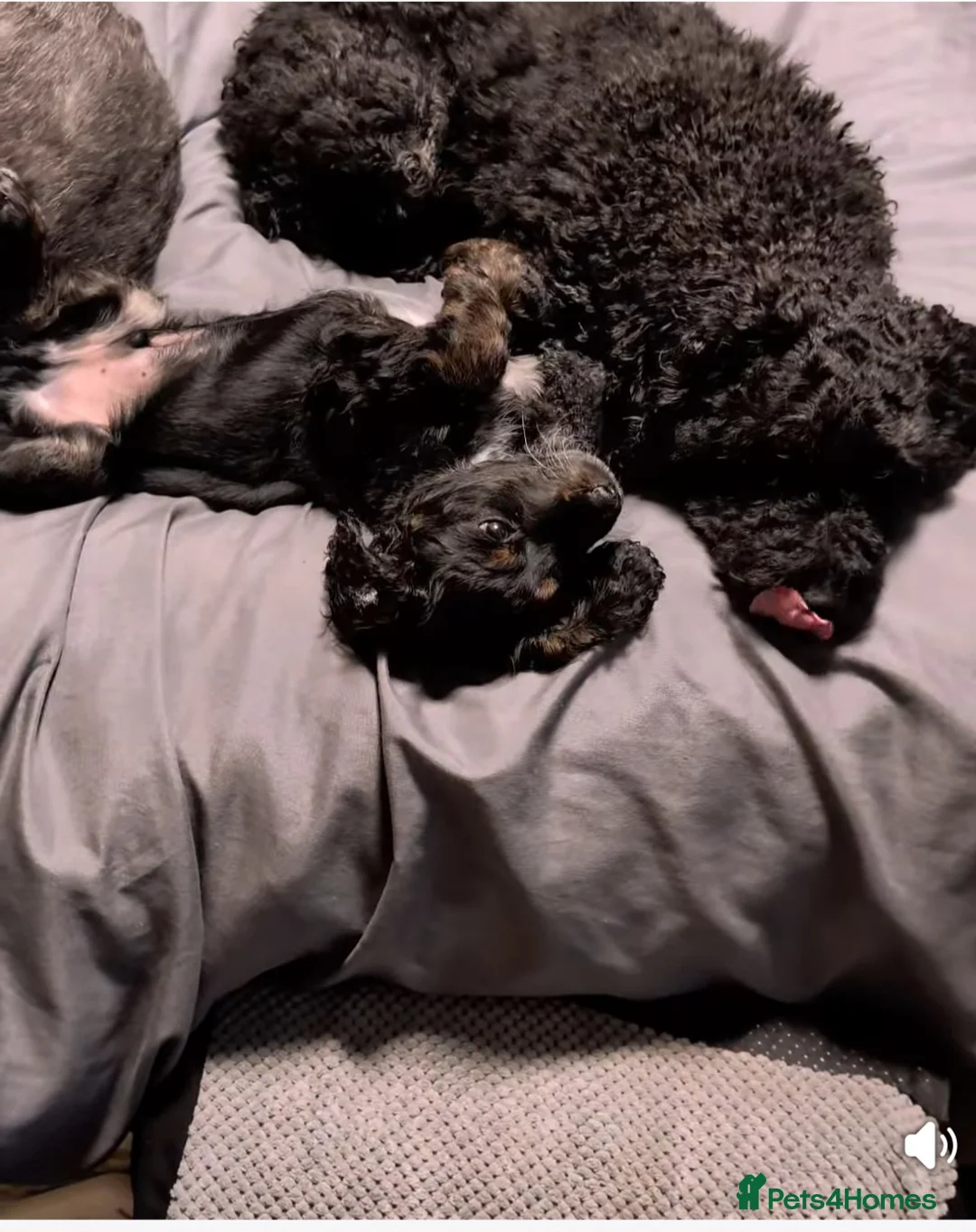 Cockapoo dogs for sale: Cockapoo  in Doncaster - Advert 2