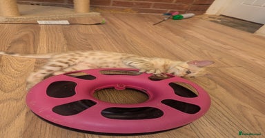 Bengal cats - Advert 12