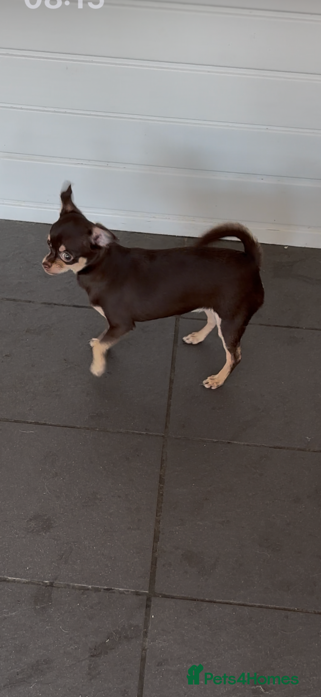 Chihuahua dogs for sale: Tiny chihuahua puppies KC in Coventry - Image 20