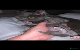 Russian Blue cats for sale: Russian blue beauty  - Image 5