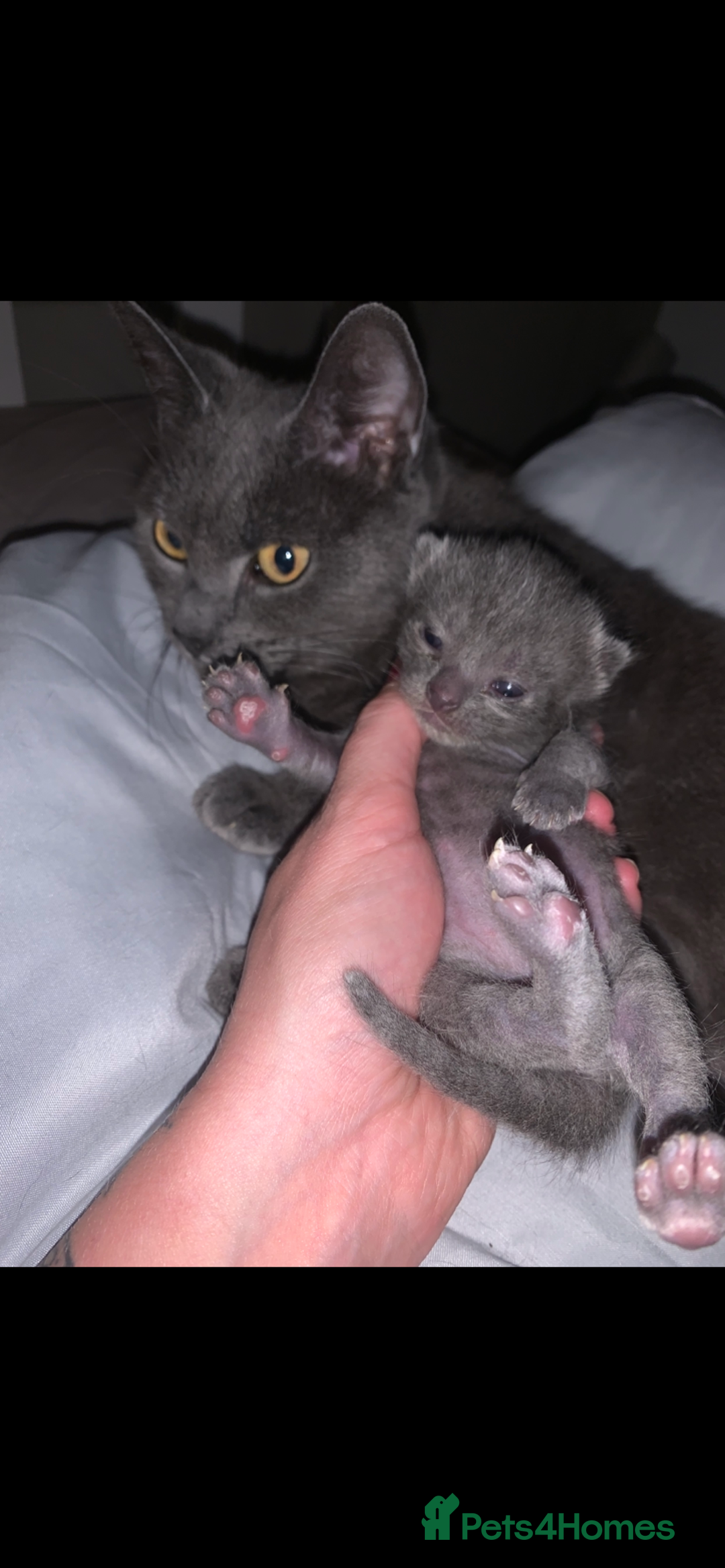 Russian Blue cats for sale: Russian blue beauty  - Image 5