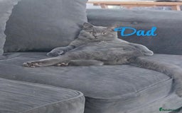 British Shorthair cats for sale: British blue shorthair kittens  - Image 14