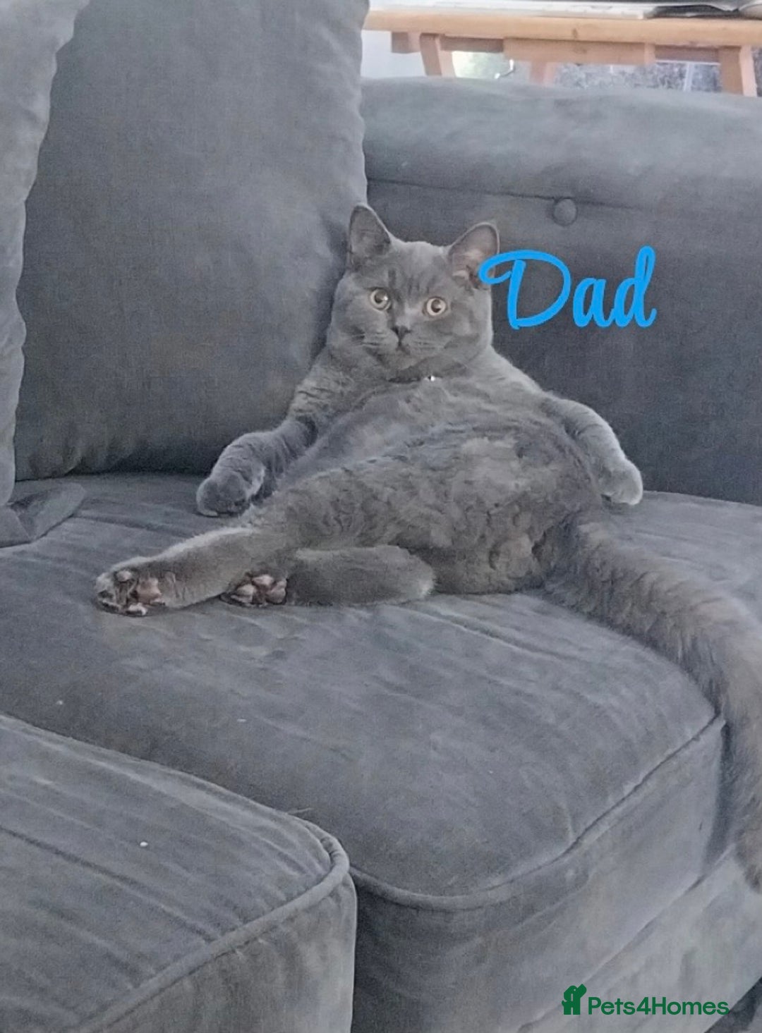 British Shorthair cats for sale: British blue shorthair kittens  - Image 14