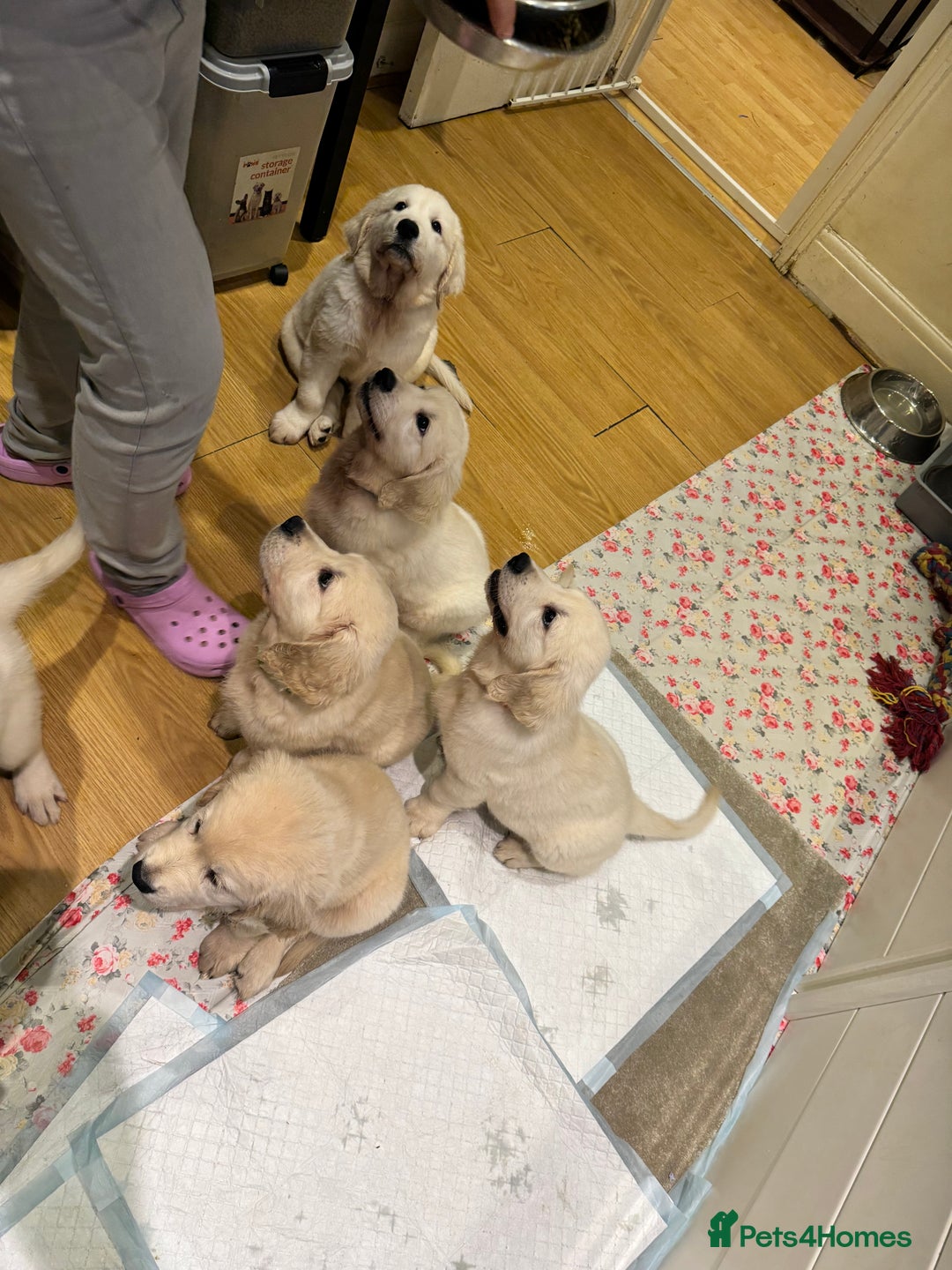 Golden Retriever dogs for sale: LAST 1 KC REG CHAMPIONSHIP BLOOD LINE CREAM  - Image 12