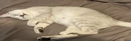 British Shorthair cats for sale: British shorthair kittens, breeded - Advert 2