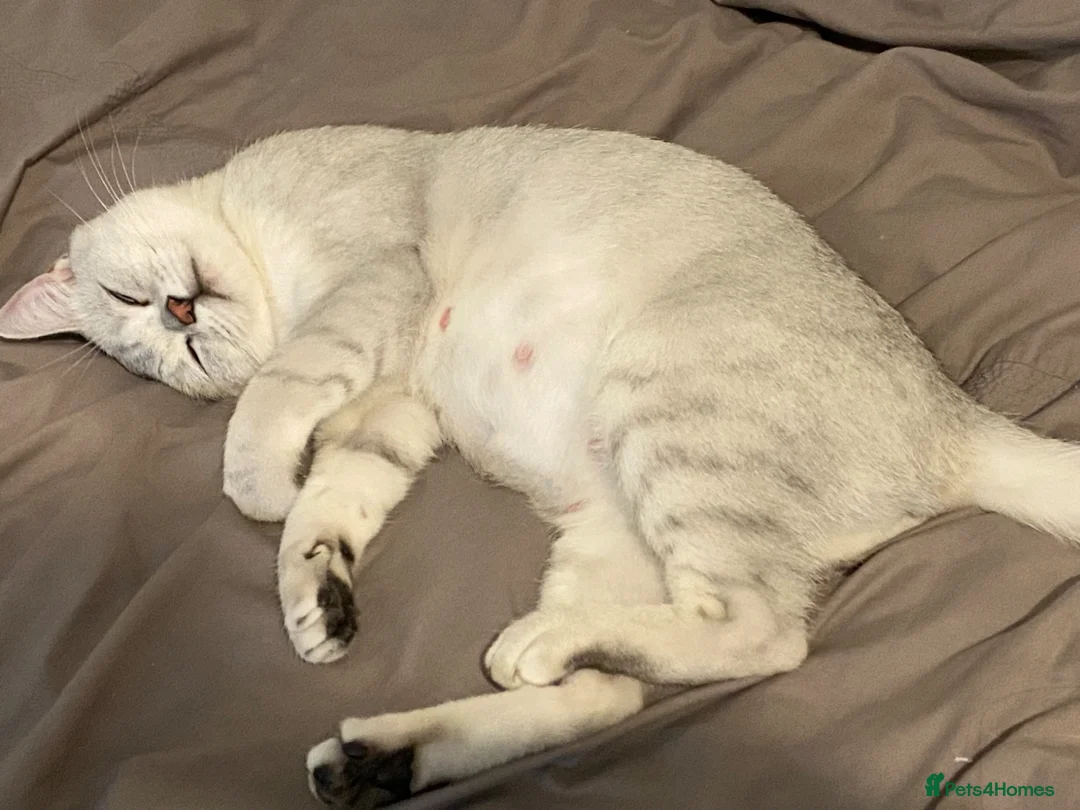 British Shorthair cats for sale: British shorthair kittens, breeded - Advert 2