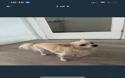 Chihuahua dogs for sale: White long haired Russian male chihuahua  - Image 2