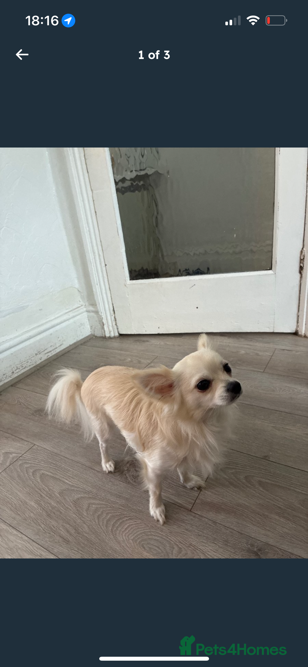 Chihuahua dogs for sale: White long haired Russian male chihuahua  - Image 2
