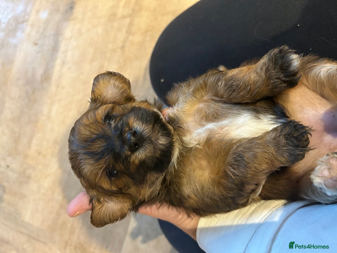 Lhasapoo dogs for sale: Lhasa apso x Toy poodle (hypoallergenic) lhasapoos - Advert 9