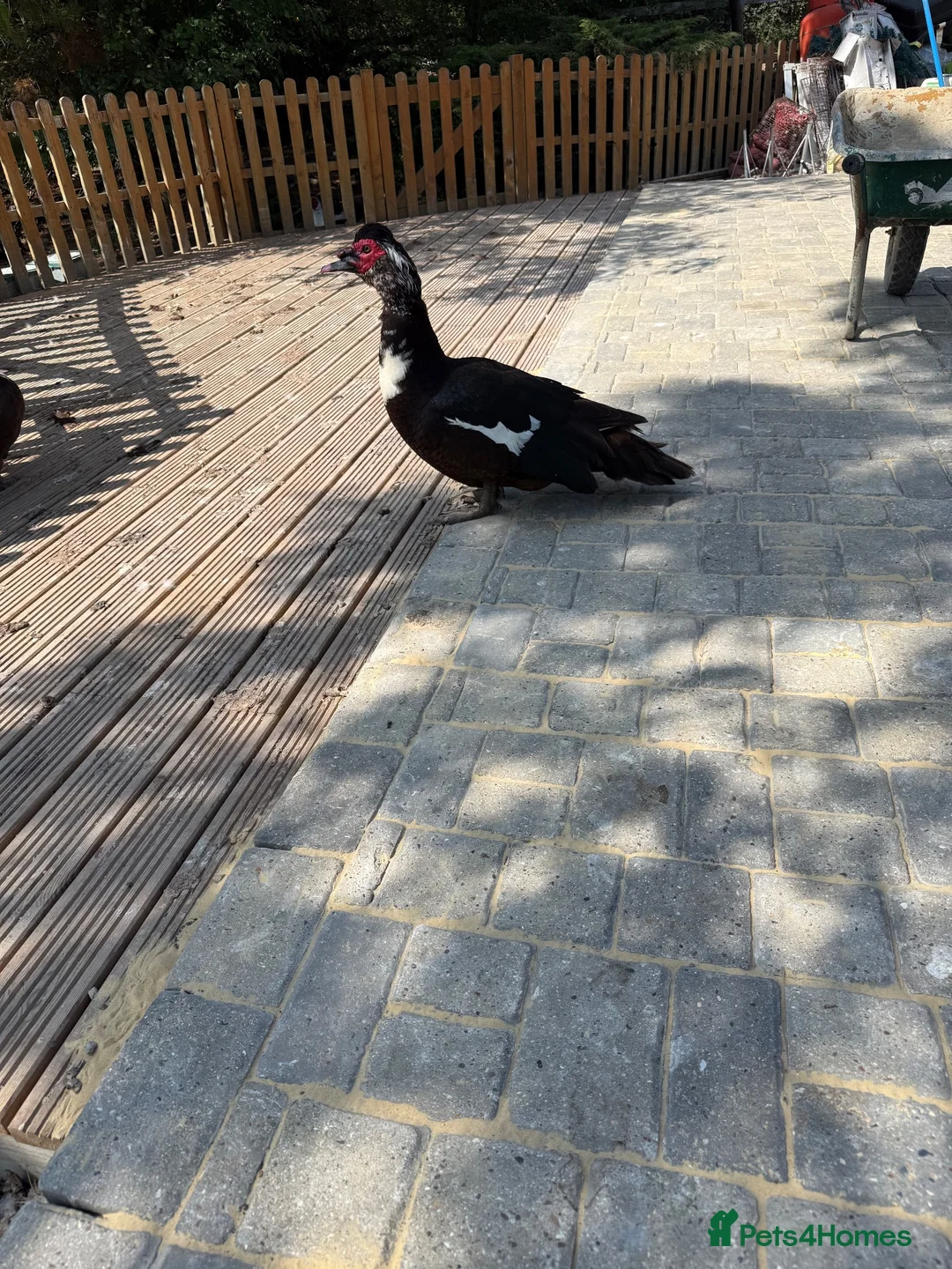 Ducks poultry for sale: Muscovy’s forSale Black&White/Grey&White – Essex - Advert 2