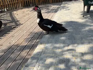 Ducks poultry Muscovy’s forSale Black&White/Grey&White – Essex - Advert 2