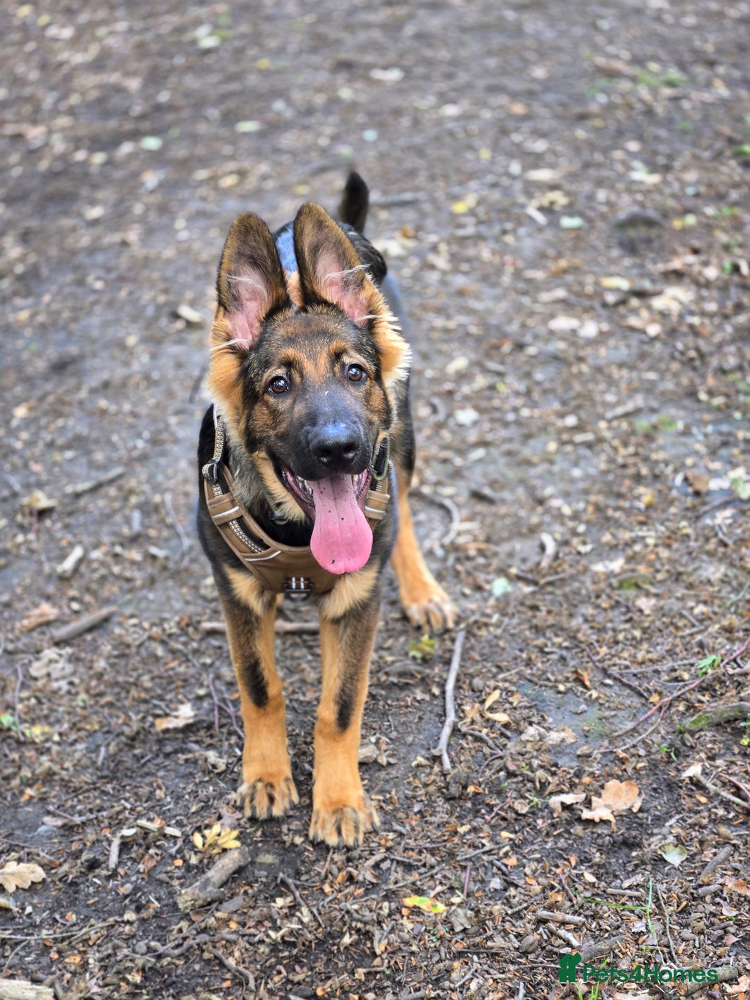 German Shepherd dogs for sale: Mack  - Advert 6