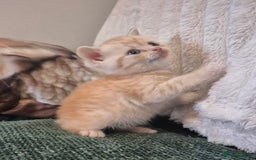 British Shorthair cats for sale: Beautiful British shorthair kittens - Image 22