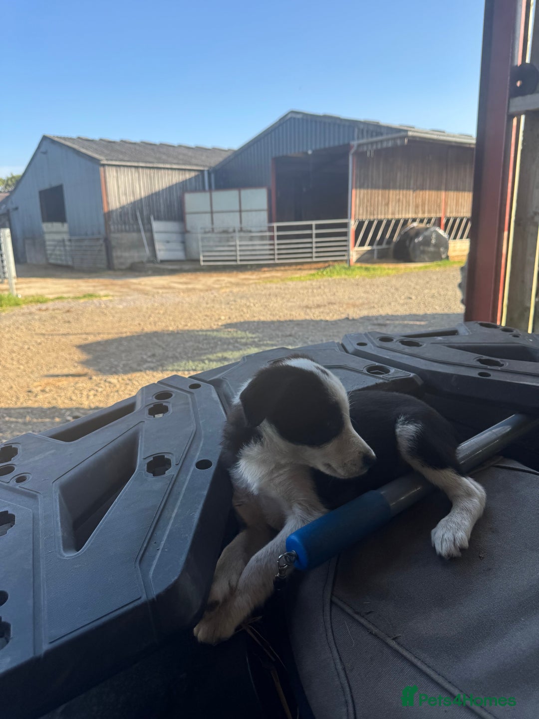 Border Collie dogs for sale: 3 males left .. female now sold! - Image 28