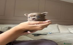 Chihuahua dogs for sale: ❤️stunning chihuahua pups❤️ - Image 11