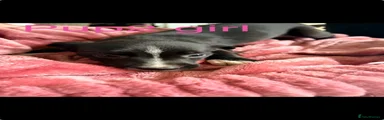 Mixed Breed 6