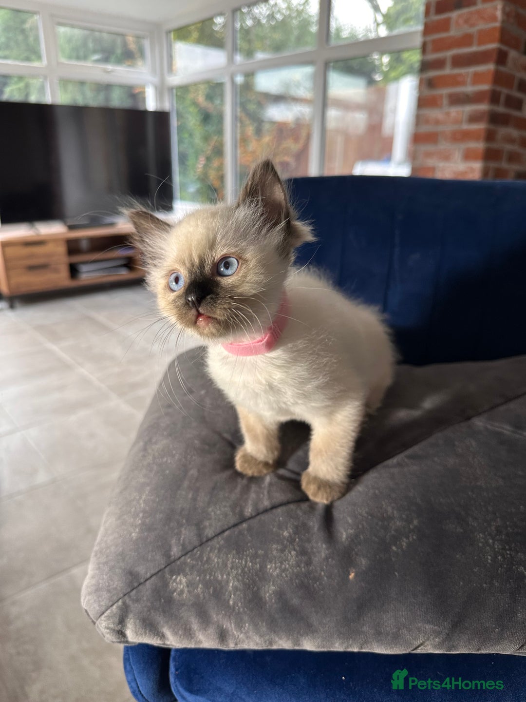 Ragdoll cats for sale: Now reserved  - Advert 4