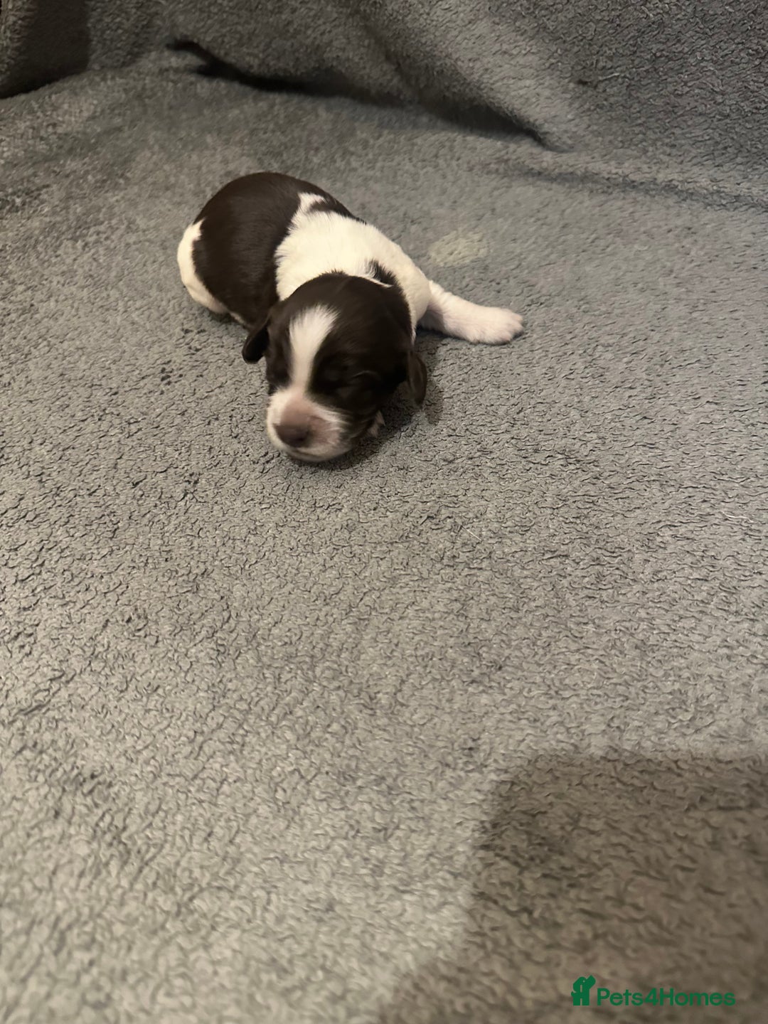 Mixed Breed dogs for sale: Sprockerdor bitch pup *READY NOW* - Advert 20