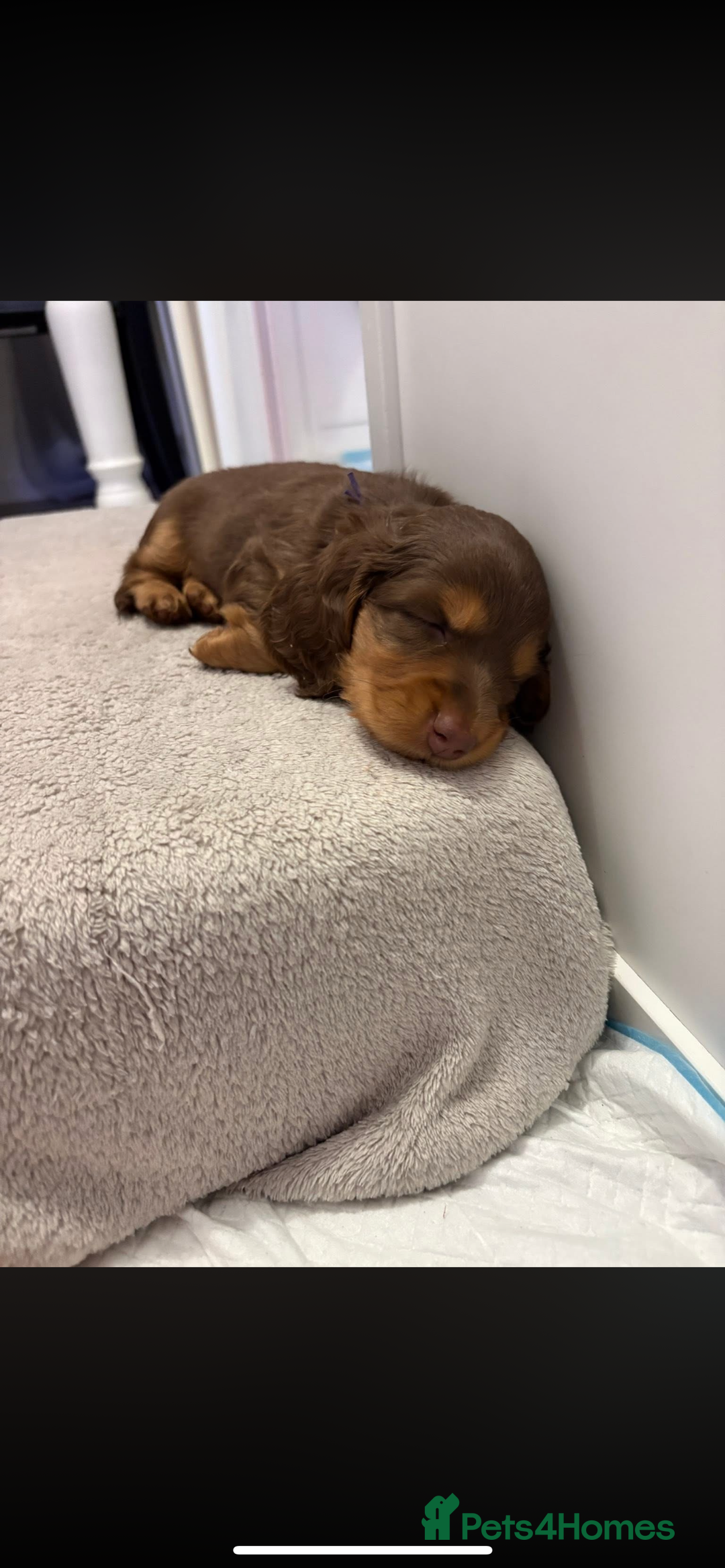 Miniature Dachshund dogs for sale: PRICE REDUCED Cute long hair chocolate dachshunds  - Advert 17