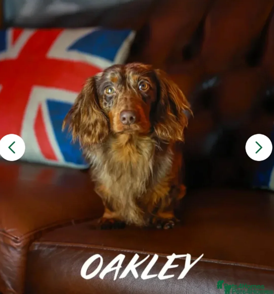 Miniature Dachshund dogs for sale: 11 Week Old Dachshund Puppy Loving Home Needed  - Advert 2