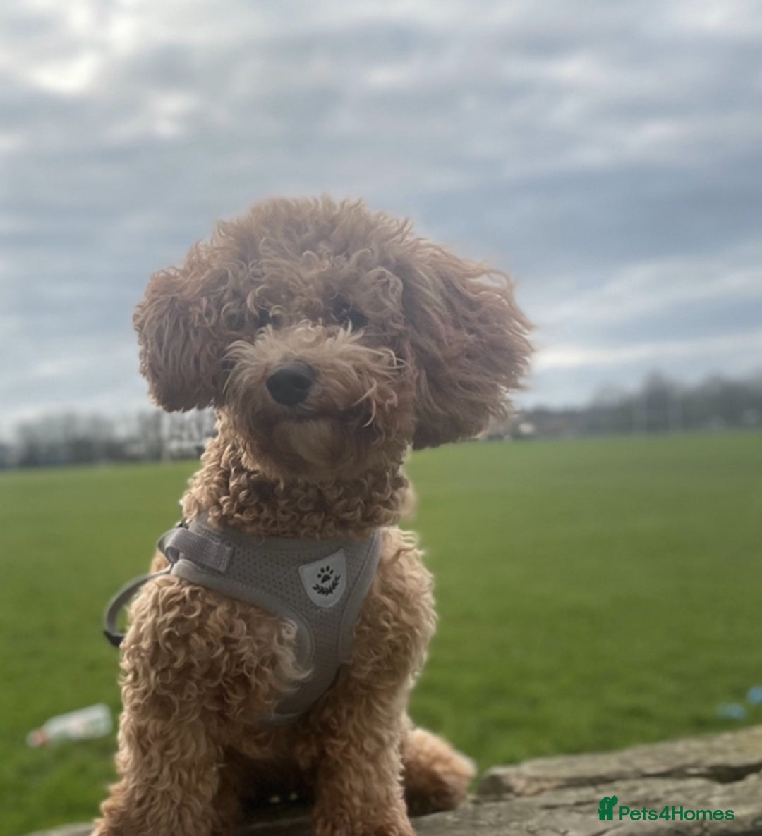 Poochon dogs for sale: Beautiful Poochon’s  - Advert 9