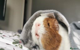 Guinea Pig rodents for sale: 2 Bonded Male Guinea Pigs - Image 2