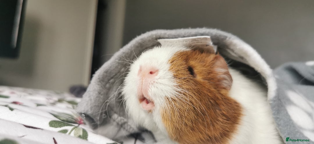 Guinea Pig rodents for sale: 2 Bonded Male Guinea Pigs - Image 2